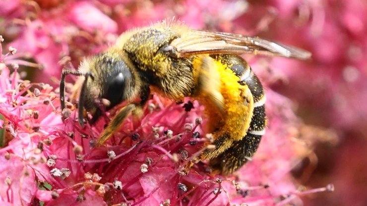 "Some #bees are social, some are solitary, and then some bees refuse to fit into our tidy ways of categorizing insect life. One such #bee is Halictus rubicundus, one of BC’s many native #sweatbees."

Check out this article by Jens Ulrich in our newsletter: bit.ly/Mar2021Nwsltr