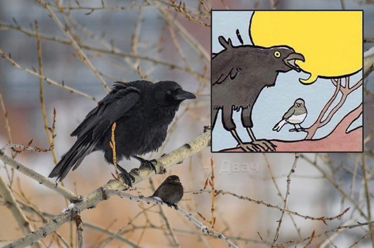 Ворон итачи с шаринганом. Драчливые вороны. Ворон обыкновенный. Ворон после урока faustterm. Ворона на руке.
