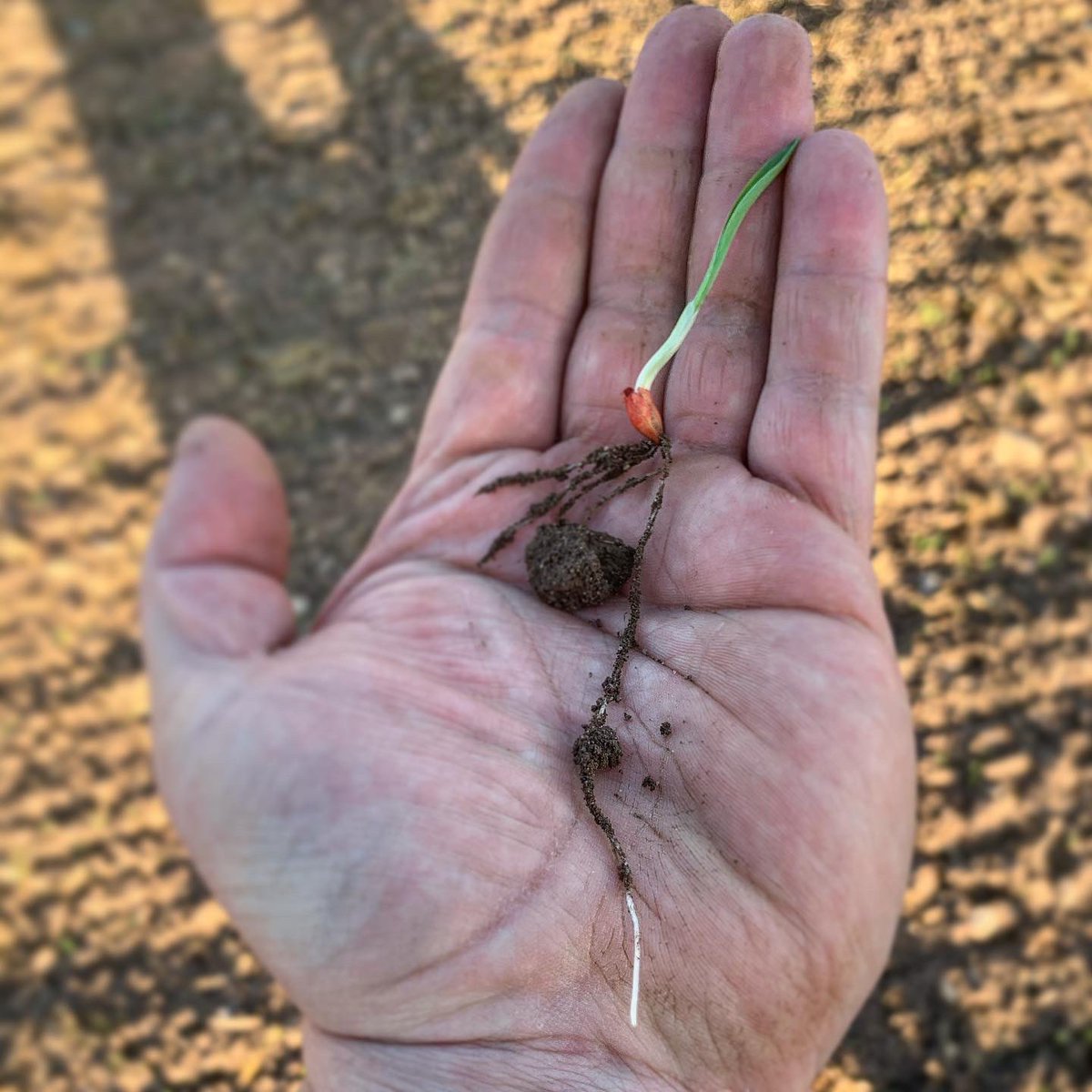 Planet spring barley drilled 11 days ago #striptilled #genericorangedrill