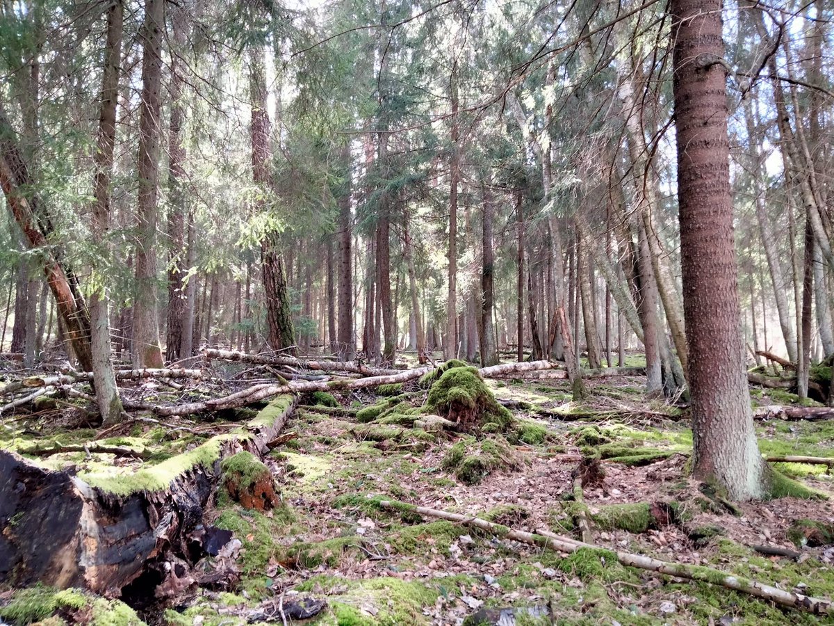 GeeraertsIndy's tweet photo. Zo énorm dankbaar dat ik in deze Zweedse natuur mag wandelen. #Sweden #Linköping #Erasmus #Hike https://t.co/GhMRLbT955