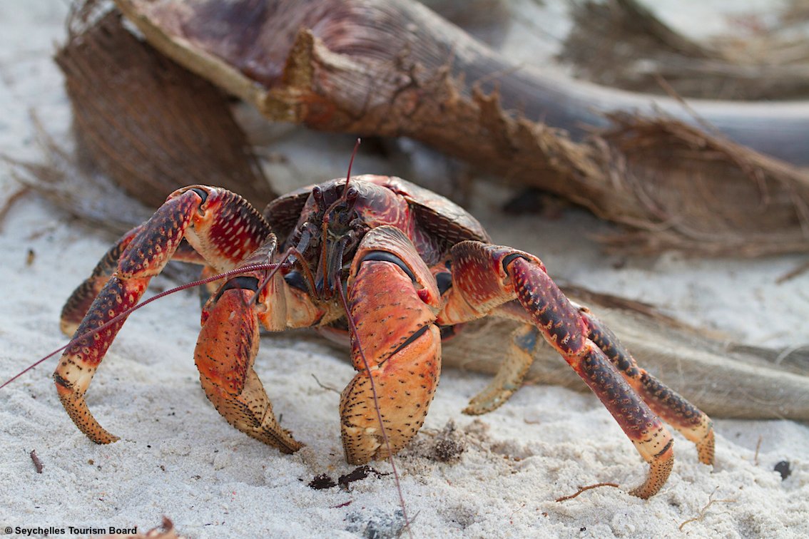 TurismoItaliaNw's tweet image. L'atollo di corallo emerso più grande al mondo: ecco Aldabra, alle Seychelles uno dei luoghi più suggestivi. E' patrimonio Unesco 
Leggi la notizia bit.ly/31JTqE2 

#Seychelles #atollo #Aldabra #turismo @TravelMark2 @visitseychelles #viaggi #UNESCO