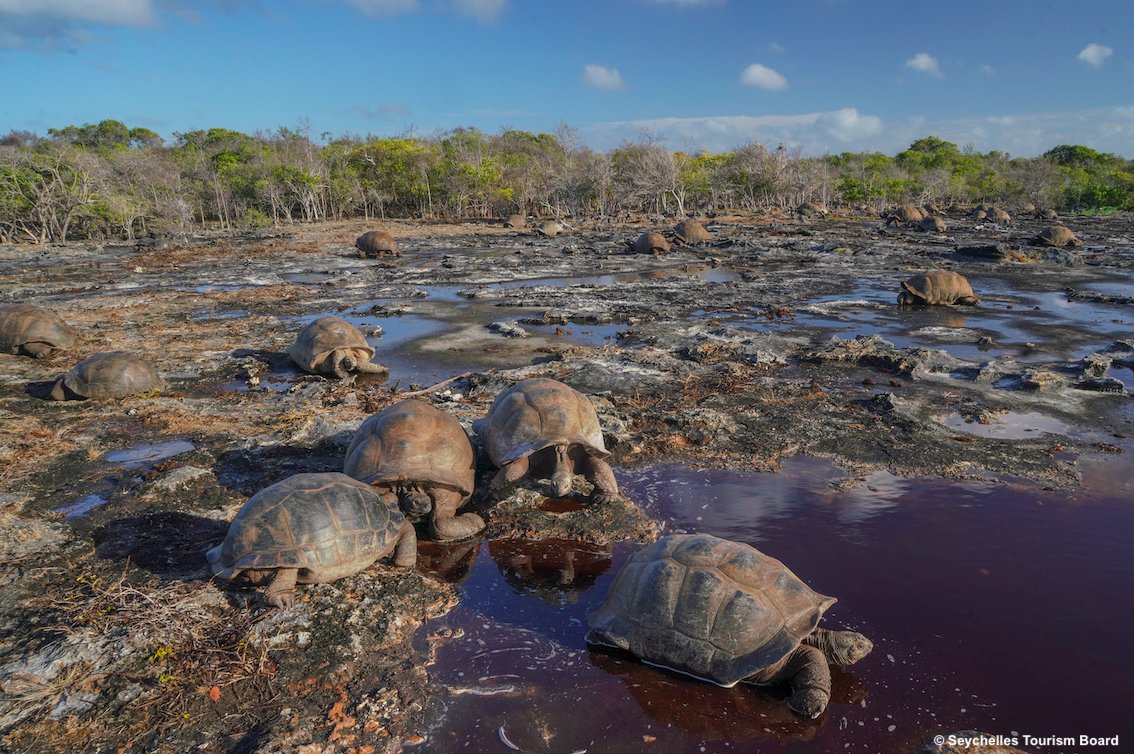 TurismoItaliaNw's tweet image. L'atollo di corallo emerso più grande al mondo: ecco Aldabra, alle Seychelles uno dei luoghi più suggestivi. E' patrimonio Unesco 
Leggi la notizia bit.ly/31JTqE2 

#Seychelles #atollo #Aldabra #turismo @TravelMark2 @visitseychelles #viaggi #UNESCO