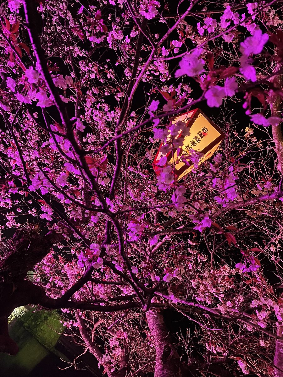 xm7_r2's tweet photo. #夜桜
 #錦帯橋 https://t.co/jHBicWHw9X