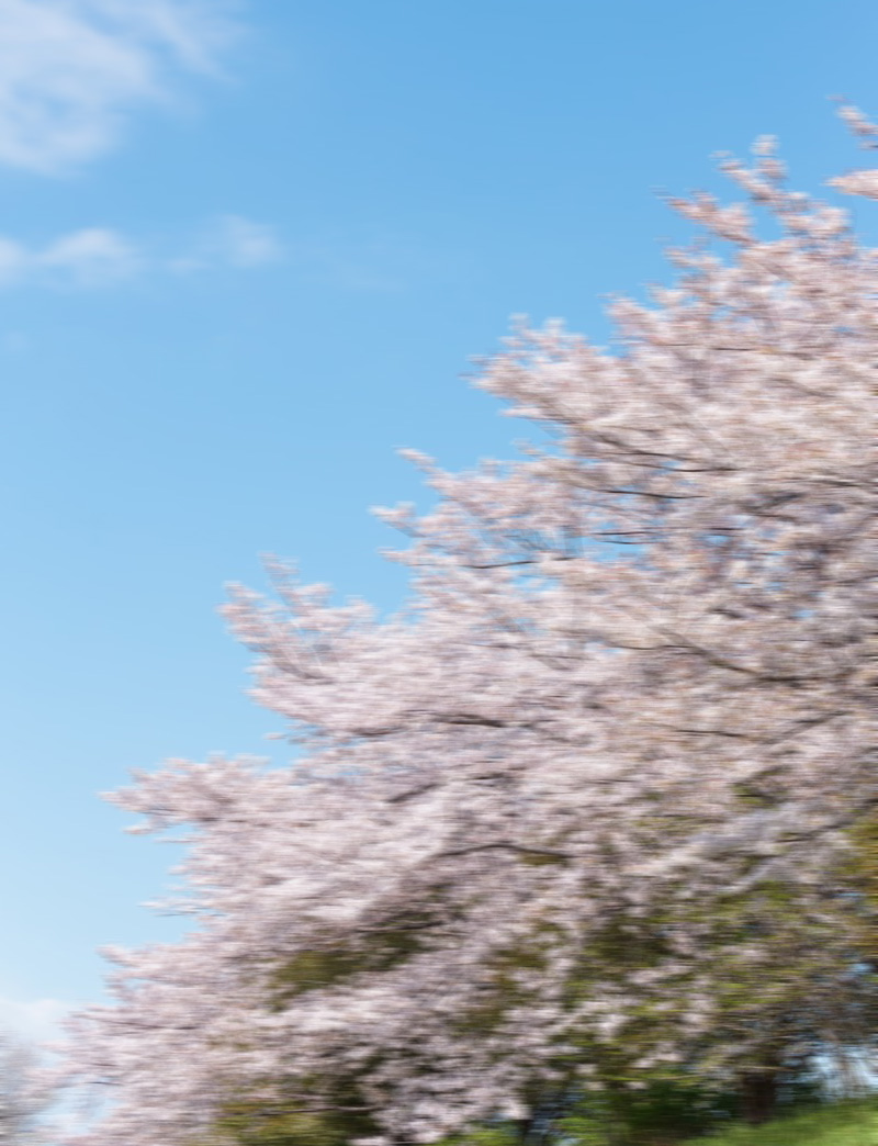 hap_inc_en's tweet photo. These cherry blossoms are beautiful, aren't they? https://t.co/ZMyg7LduIL