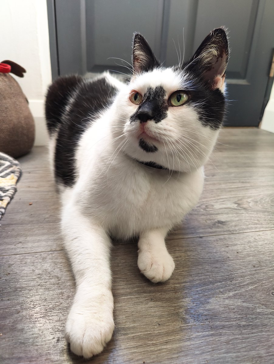rachelkmclaugh's tweet photo. First two pictures on the #OnePlus9Pro
The best model ever! #PercyCat 😸 https://t.co/qtUQH6JXaZ