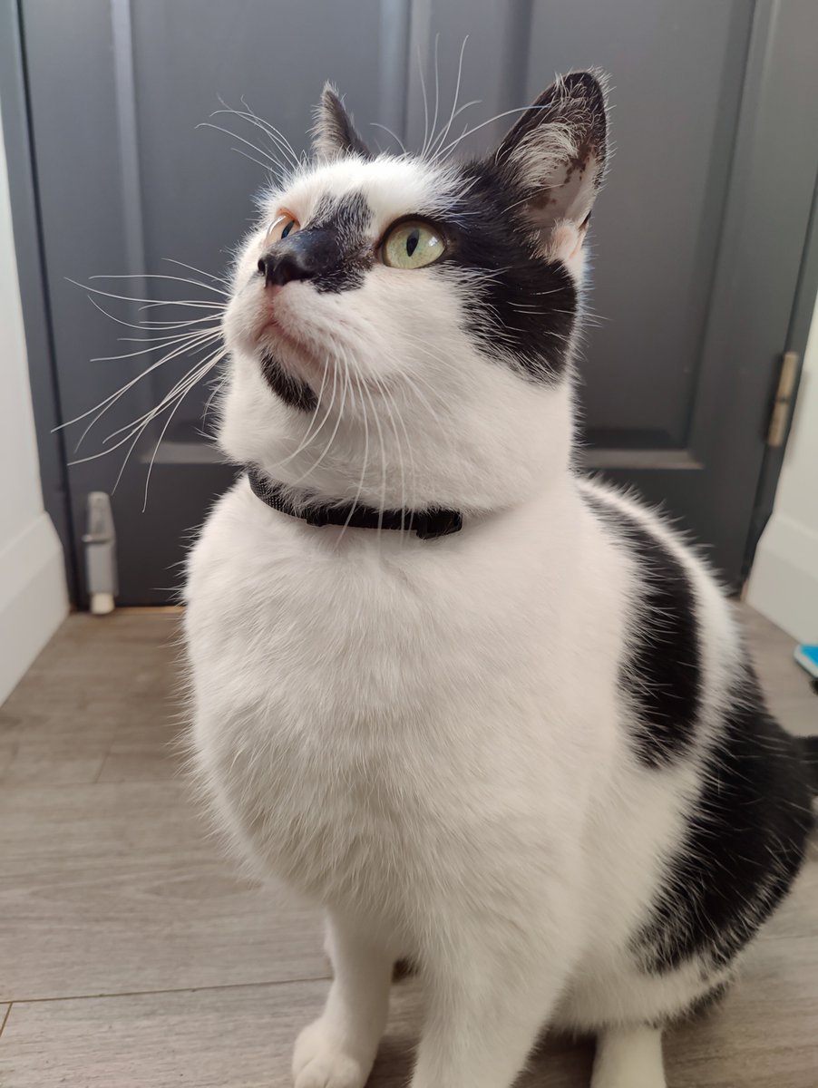 rachelkmclaugh's tweet photo. First two pictures on the #OnePlus9Pro
The best model ever! #PercyCat 😸 https://t.co/qtUQH6JXaZ