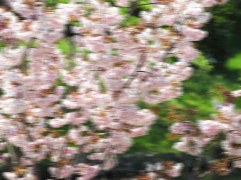 hap_inc_en's tweet photo. These cherry blossoms are beautiful, aren't they? https://t.co/ZMyg7LduIL