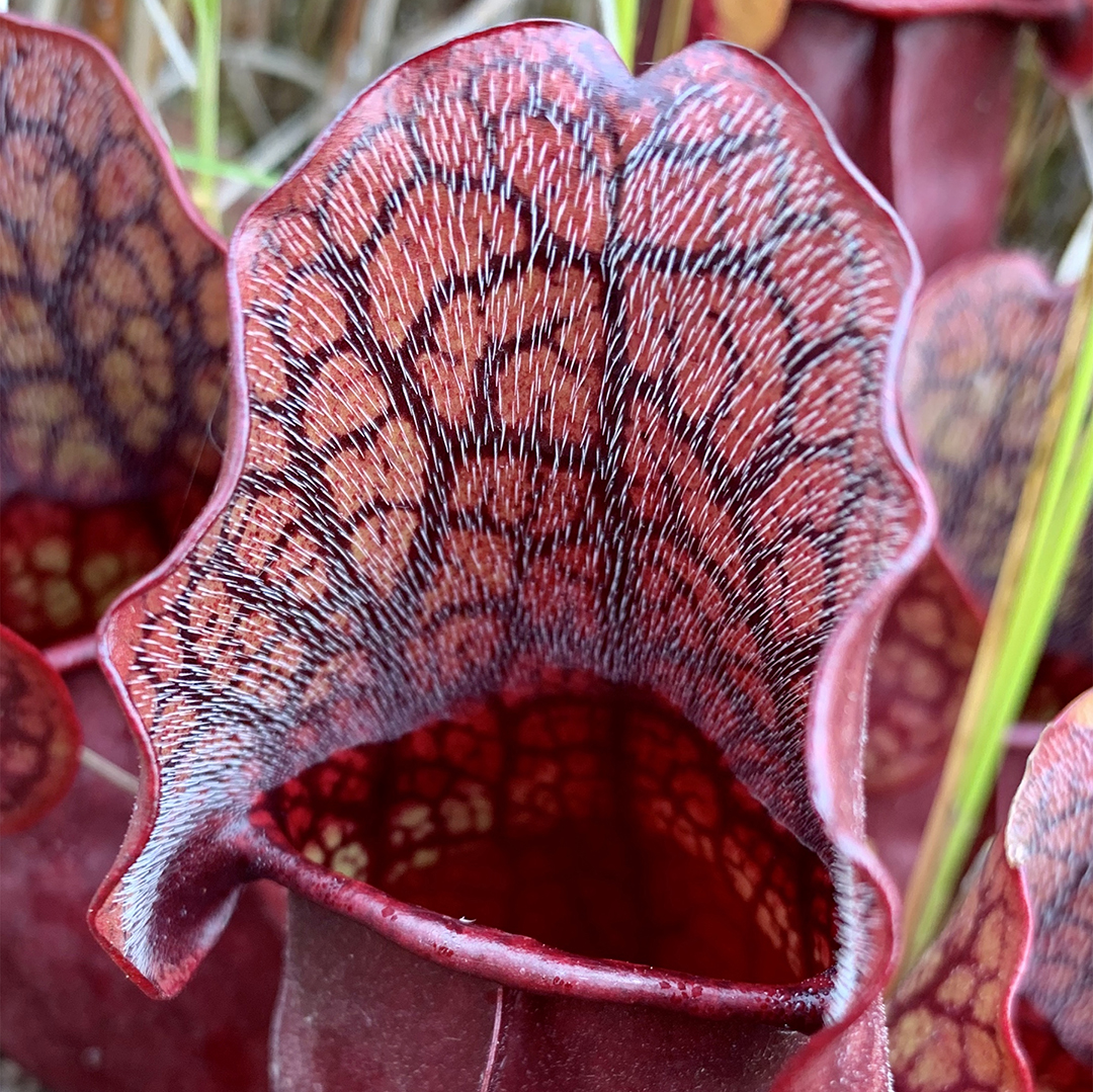 MCVmag's tweet photo. If your weekend plans include walking in a soggy wetland, be on the look out for the pitcher plant. When a visiting insect reaches the rim of the pitcher, it slips and falls into the liquid at the bottom. https://t.co/7GYXiDicyQ #WeirdandWonderfulPlants #InsectEater https://t.co/UoujyWnMUS