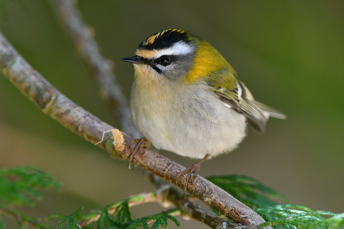 CeeegeBirds's tweet photo. Fabulous local Firecrest seen again today. One of three pairs found within a mile radius in Monmouthshire. First Orange tip too #Gwentbirds https://t.co/Lxmmte3Vri