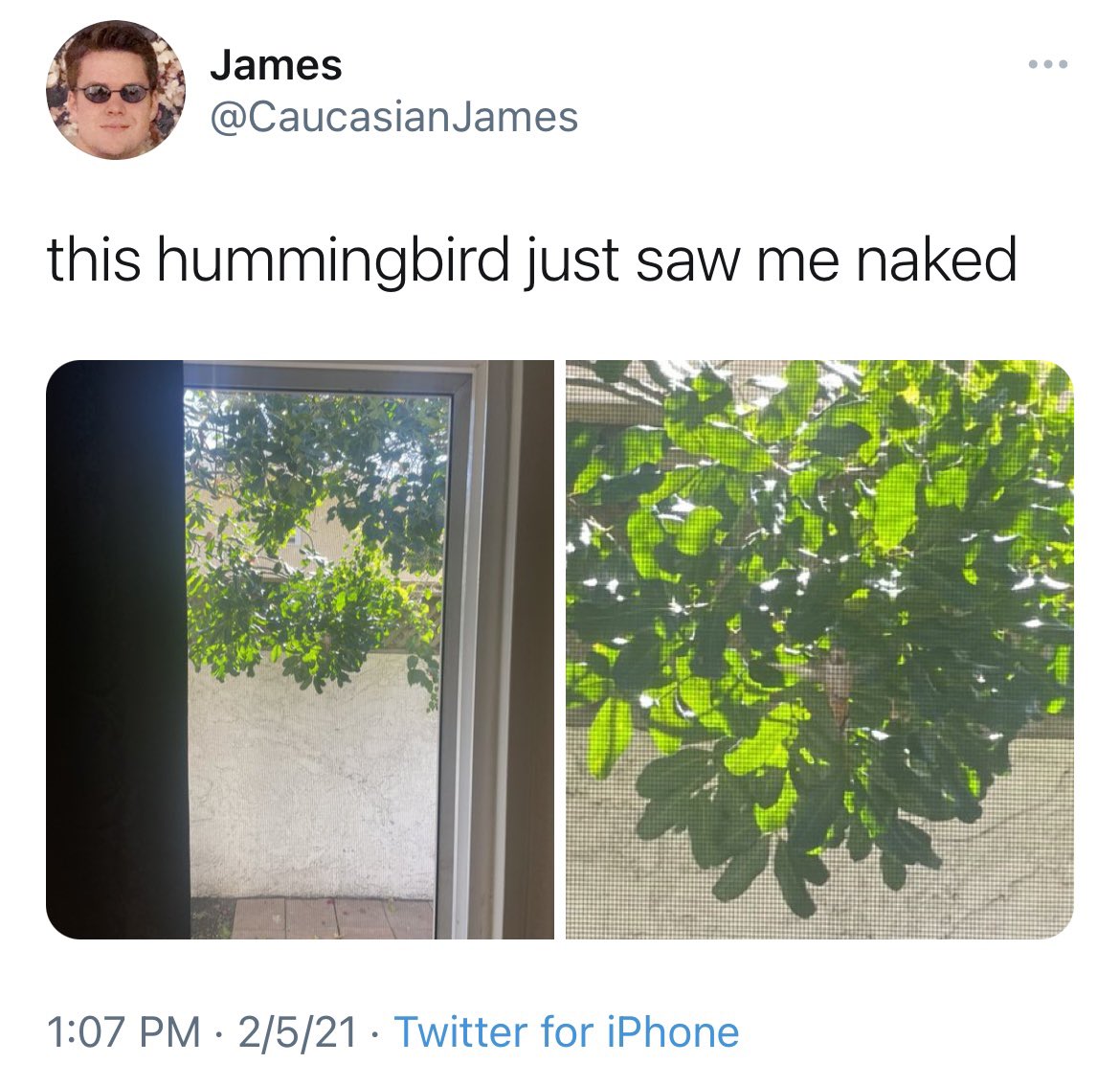 CaucasianJames's tweet photo. update: the hummingbird is now building a nest on my patio and i will do everything in my power to protect it https://t.co/1FlTfQIEvl