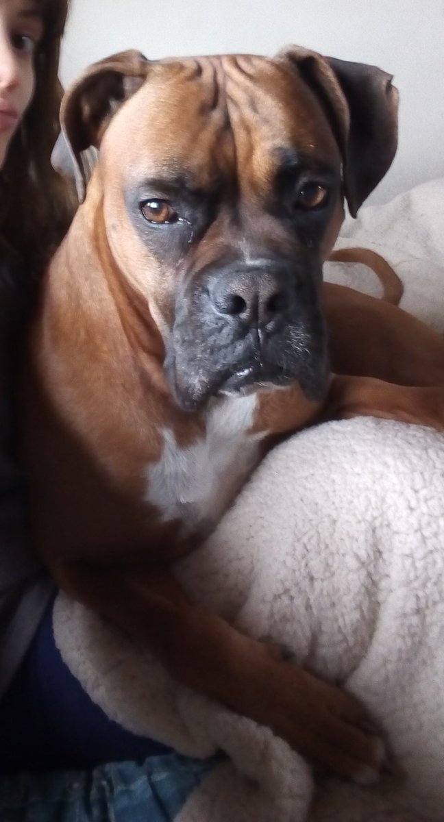 HOY 2/4 CERCA DE LAS 11AM SE ESCAPO DE CASA EN 119 Y 525

BOXER 5 AÑOS
COLA LARGA
COLLAR MARRON

NUNCA ESTA EN LA CALLE SOLO, DEBE ESTAR ASUSTADO, ES MUY BUENO Y LO AMAMOS MUCHO 🙏🏾
POR FAVOR DIFUNDIR