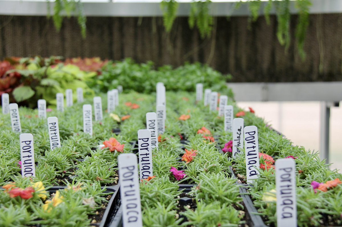 AbacAdmissions's tweet photo. #PhotoFriday - Spring has arrived at ABAC! Students are given the opportunity to visit the greenhouses and grow beautiful blooms like these !๐ธ
#ABACadmissions
#GeeHawWhoaBack
#GoStallions https://t.co/5kvdxu38sG
