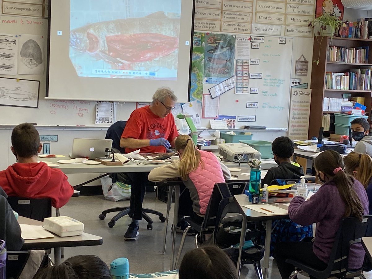 ChalmersElem's tweet photo. The Great Chalmers Salmon Dissection. A great learning opportunity for three of our LFI classes. Thank you to Mr. Ardanaz for leading the students in their scientific journey. Merci! @deltasd37 https://t.co/ZrGM7B75gq