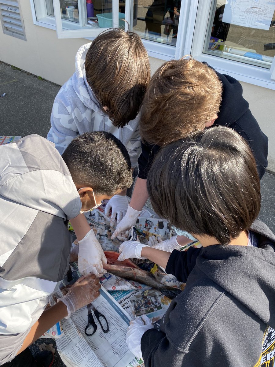 ChalmersElem's tweet photo. The Great Chalmers Salmon Dissection. A great learning opportunity for three of our LFI classes. Thank you to Mr. Ardanaz for leading the students in their scientific journey. Merci! @deltasd37 https://t.co/ZrGM7B75gq