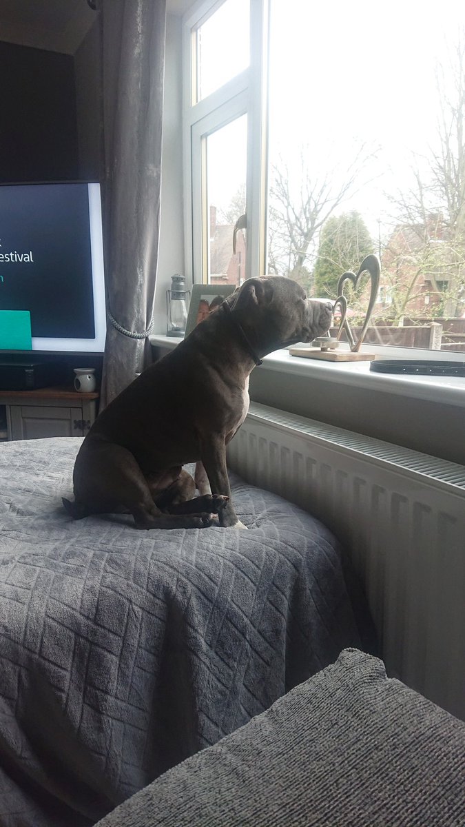TilliTextiles's tweet photo. New Security Guard keeping an eye on proceedings outside. This is the other special girl in the Tilli Textiles family alongside Tilli herself, this is Nellie 😘😘 #DogsofTwittter #dogs #STAFFIE #bluestaff #takealook #lookout #FridayVibes #FridayFeeling https://t.co/ZLCZBO7ymV