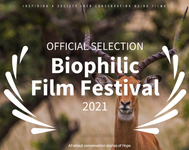 ANNOUNCEMENT! Watch the finalist of the inaugural #EarthOptimism #BiophilicFilmFestival here earthoptimismnairobi.org/biophilic-film…! Congratulations to all and thank you to all who shared with us their #StoriesOfHope.