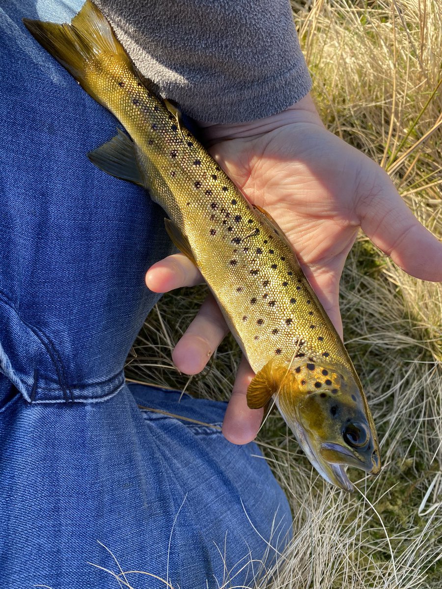 talybontangling's tweet photo. Some early Season Welsh Gold #talybontangling #flyshing #welshgold https://t.co/dlYmWW6EnK