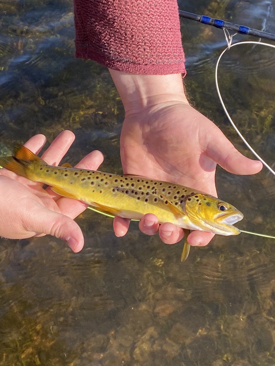 talybontangling's tweet photo. Some early Season Welsh Gold #talybontangling #flyshing #welshgold https://t.co/dlYmWW6EnK