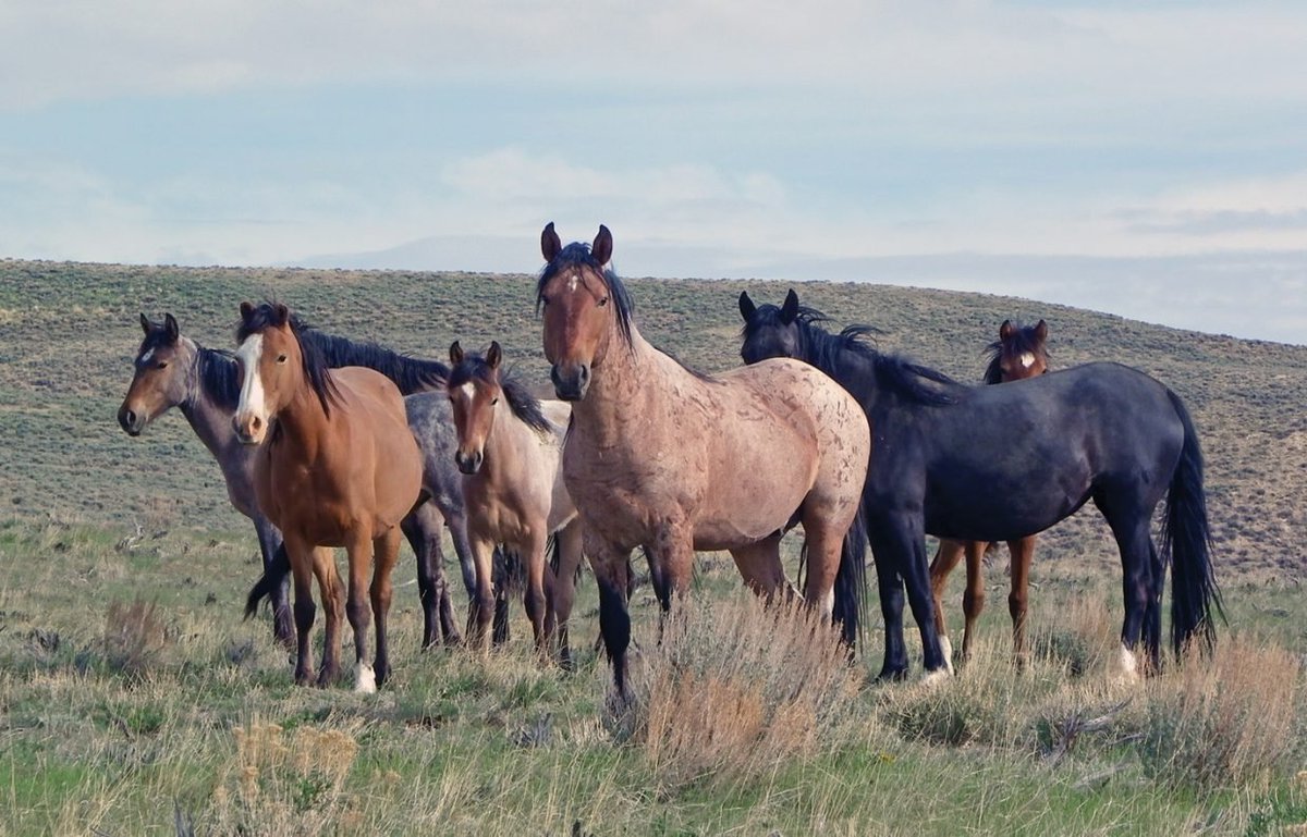claudiawultsch's tweet image. Feral Horse Space Use and Genetic Characteristics from Fecal DNA

"Our results support the use of fecal DNA to augment direct observations of horse presence and could be used to detect habitat use and areas of high density. "
#poopscience @wildlifesociety

wildlife.onlinelibrary.wiley.com/doi/10.1002/jw…