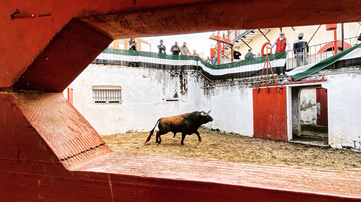 tauroemocion's tweet photo. 🟢⚪️⚫️ Ya hay toros en Almendralejo para abrir la temporada en Extremadura. 

Los de Luis Algarra aguardan en los corrales para ser lidiados por Ferrera, Perera y de Justo.

🎟 ¡Últimas entradas en taquilla, https://t.co/CNlyFWdN1N y 621 210 969! https://t.co/OGjbgPNQo9