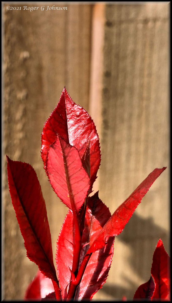 RogerGJohnson's tweet photo. Photinia https://t.co/GTNzhVGAe7