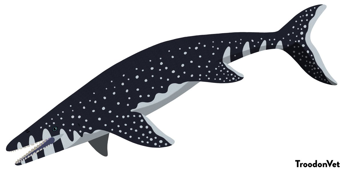 troodonvet's tweet photo. I was severly late for #MosasaurWeek & #MosasaurMarch due to college thesis assigment. But at least it's better late than never. As we know #mosasaurs are quite diverse from shark-like Xenodens, ichthyosaur-like Gavialimimus, apex predator Mosasaurus, and shell crusher Globidens. https://t.co/tIVWYpocua