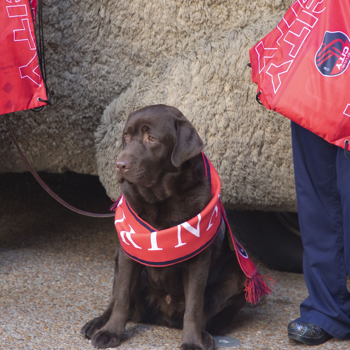 STLChildrens's tweet photo. Casey, our pet therapy dog, had a special visit from our friends at @Purina and @stlCITYsc. Thank you for dropping off fun swag bags for our patients. It is always great to see you. #BetterTogether #OneGoalOneCITY. https://t.co/daJXMUU3JO
