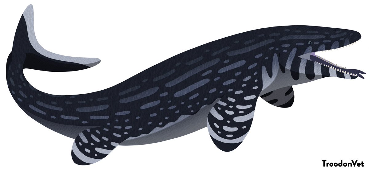 troodonvet's tweet photo. I was severly late for #MosasaurWeek & #MosasaurMarch due to college thesis assigment. But at least it's better late than never. As we know #mosasaurs are quite diverse from shark-like Xenodens, ichthyosaur-like Gavialimimus, apex predator Mosasaurus, and shell crusher Globidens. https://t.co/tIVWYpocua