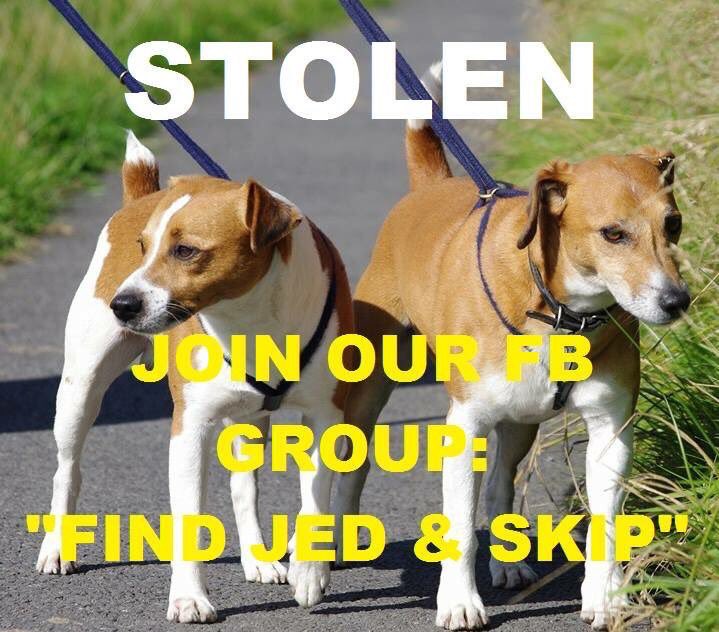 LisaLisaw1's tweet photo. #JedandSkip #PlummerTerriers 02/04/15 #Halifax #WestYorkshire #HX4 #ScanMe #checkthatchip #MissingSixYears #stoppettheft #theftbyfinding #FindJedAndSkip https://t.co/8togCc4HGu
