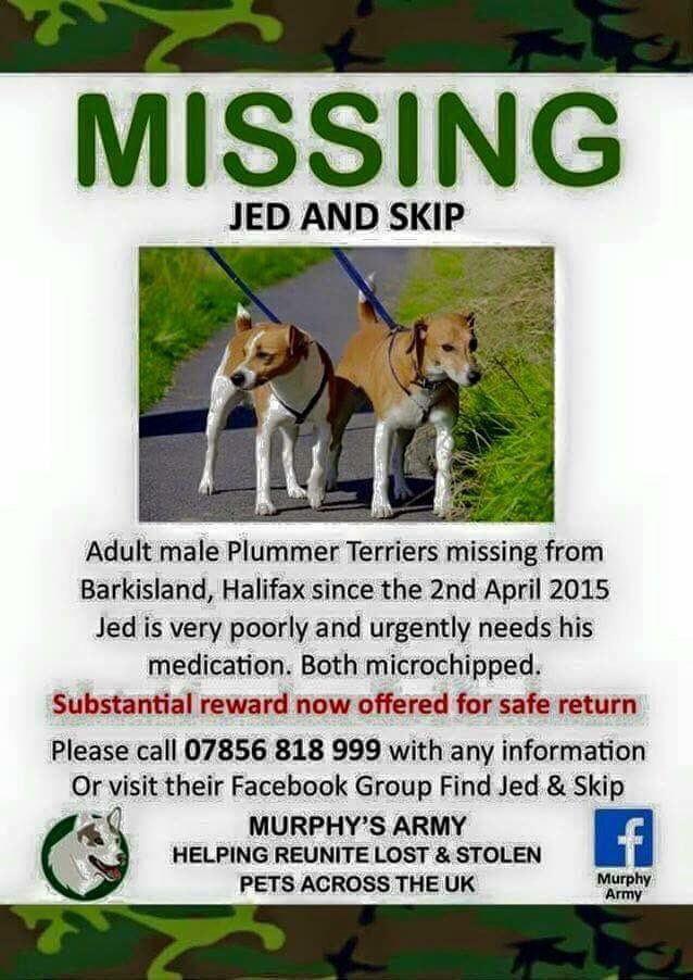 LisaLisaw1's tweet photo. #JedandSkip #PlummerTerriers 02/04/15 #Halifax #WestYorkshire #HX4 #ScanMe #checkthatchip #MissingSixYears #stoppettheft #theftbyfinding #FindJedAndSkip https://t.co/Y2pIcq5FS5