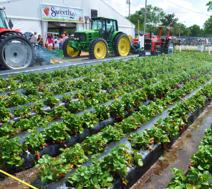 JohnStevens_'s tweet photo. Plant City, FL. Did you know, it’s the winter strawberry capital of the world and hosts the annual Florida Strawberry Festival! The towns moto: “Preserving the Past, Embracing the Future” and we at @TMobile are excited to be a part of your future. @CityofPlantCity #TMOHomeTown https://t.co/x3gAkSqwi3
