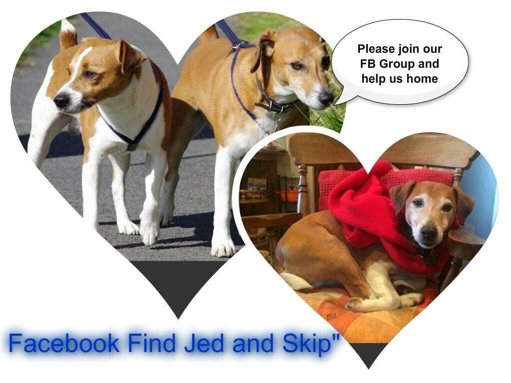 LisaLisaw1's tweet photo. #JedandSkip #PlummerTerriers 02/04/15 #Halifax #WestYorkshire #HX4 #ScanMe #checkthatchip #MissingSixYears #stoppettheft #theftbyfinding #FindJedAndSkip https://t.co/4SomaO1mVO