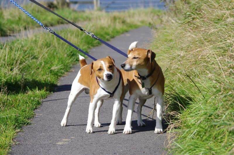 LisaLisaw1's tweet photo. #JedandSkip #PlummerTerriers 02/04/15 #Halifax #WestYorkshire #HX4 #ScanMe #checkthatchip #MissingSixYears #stoppettheft #theftbyfinding #FindJedAndSkip https://t.co/ziQUALNnn7