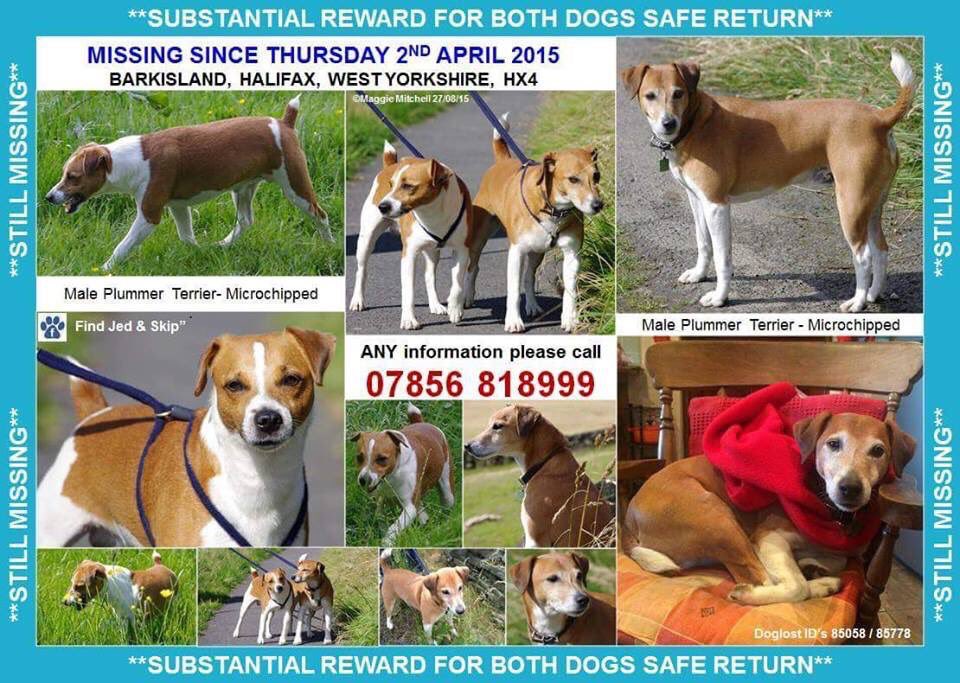 LisaLisaw1's tweet photo. #JedandSkip #PlummerTerriers 02/04/15 #Halifax #WestYorkshire #HX4 #ScanMe #checkthatchip #MissingSixYears #stoppettheft #theftbyfinding #FindJedAndSkip https://t.co/4E3p29PjRK