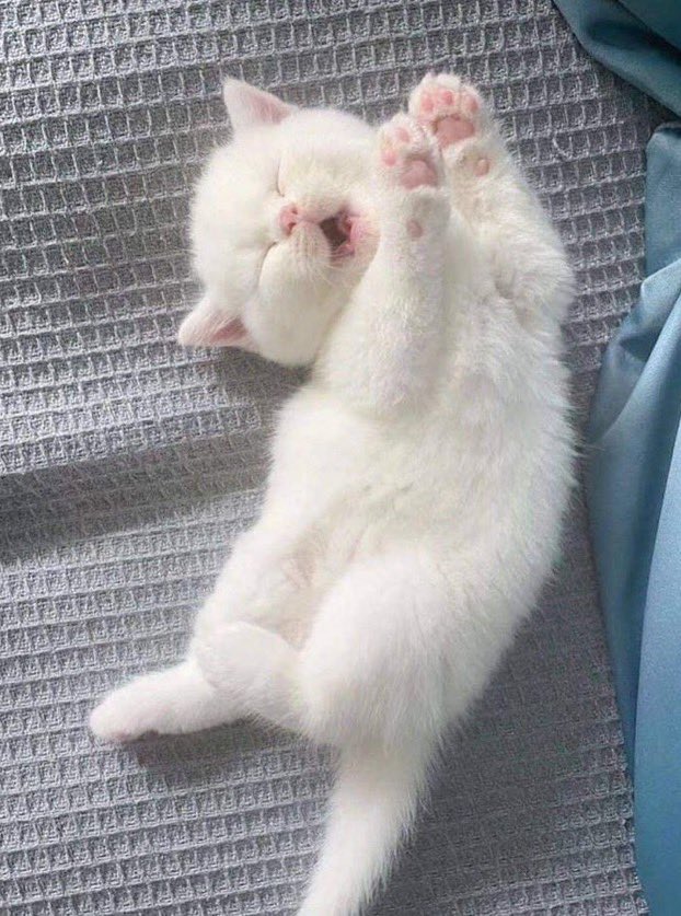 Cat memes