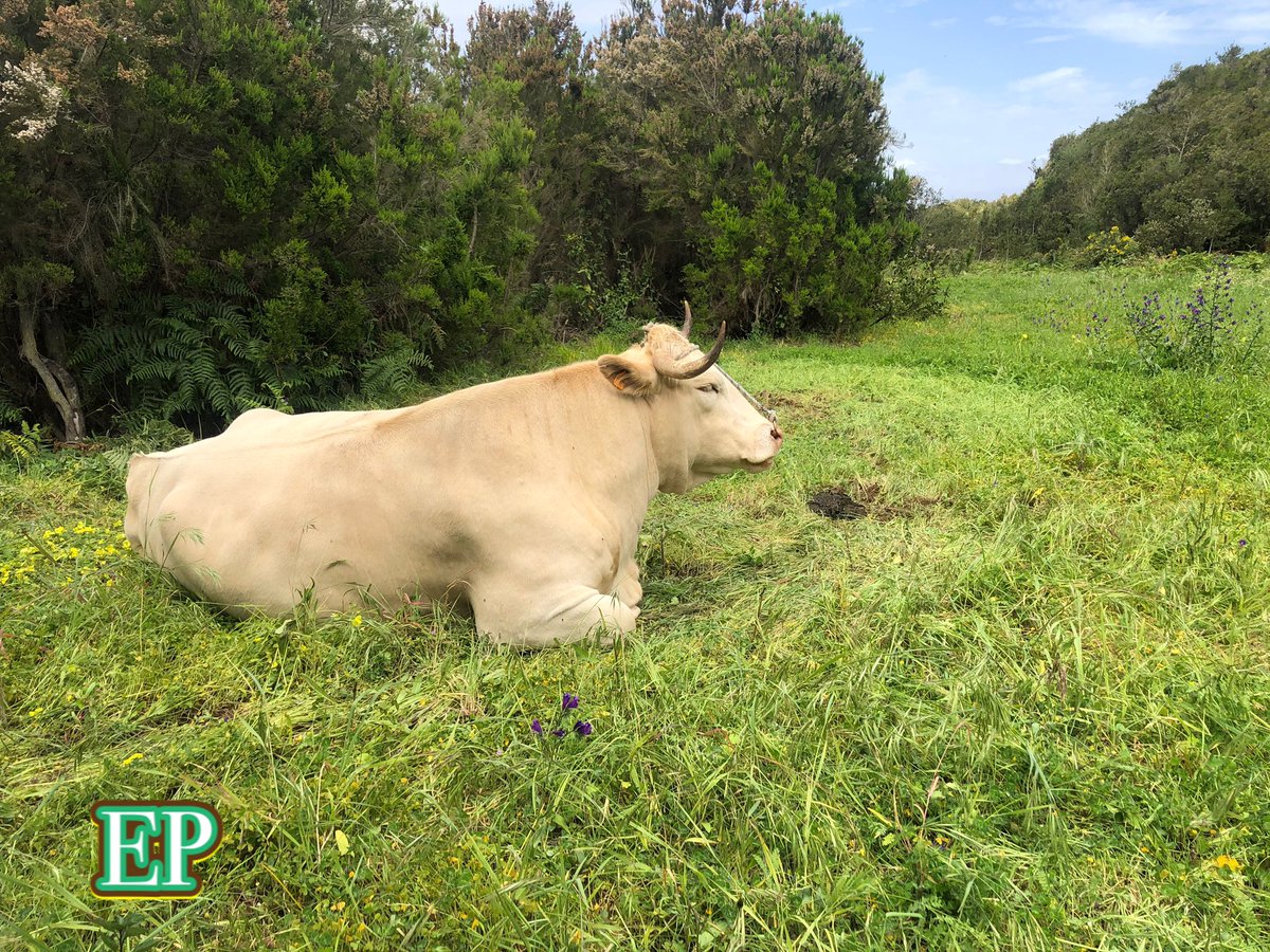 Les dejamos estas maravillosas imágenes de dos ejemplares de 🐄 palmera que nos hemos encontrado por la zona de San Isidro ...🐮🐮

Simplemente maravillosas...💓

#LaPalma #EncantoPalmero #Vacas #BreñaAlta