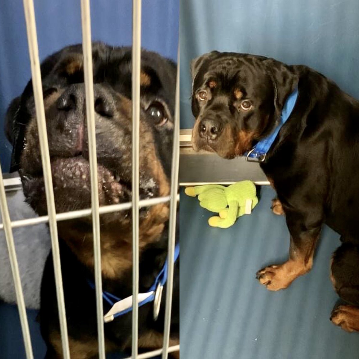 IN JUST 10 DAYS βPUPPYβ #113625 LOST HIS FAMILY. NOW HE COULD LOSE HIS LIFE TUESDAY. His human died; the relatives couldnβt be bothered. They left this 1-year old @nycacc where theyβre rushing to kill him. Pledges via @TomJumboGrumbo and PLEASE RT PUPPY! https://t.co/WtwtuOu9G3 https://t.co/yRJ4Dz7Pbk