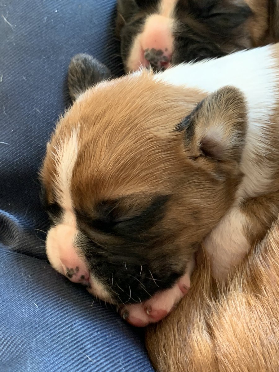andybarlow85's tweet photo. My new baby boxer!! Sooooooo cute https://t.co/txLxKYITgo