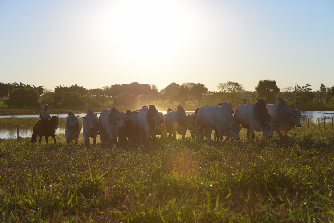 GeneticaAditiva's tweet photo. Na lida!
Fazenda Canaã em Terenos/MS
#abcz #ancp #geneplus #geneticaaditiva #ge... https://t.co/ohCtKpgbjQ https://t.co/6QfZdoHK8M