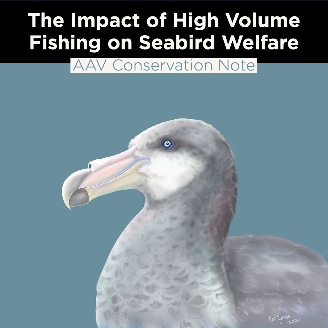 aavonline's tweet photo. The global demand for seafood has a direct and profound impact on seabird populations throughout the world. View the March AAV Conservation Note blog to learn about this important issue and how you can take action. #AAVConservationNote 
https://t.co/JZ1TYudUaZ https://t.co/aPUPf4fywm