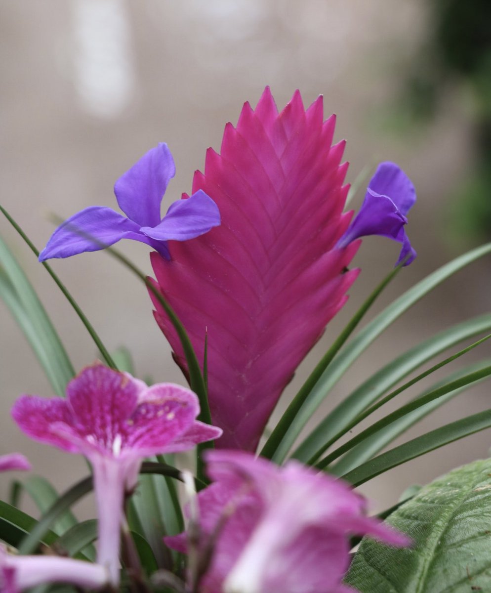 tortiegertie's tweet photo. #PinkQuill native to #Equador and #Peru on display ⁦@longwoodgardens⁩ https://t.co/Lb2hAIQ6hK
