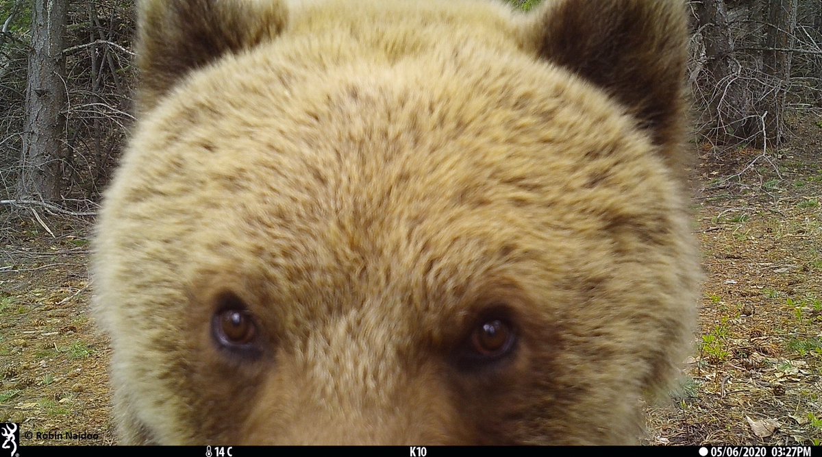 wildco_lab's tweet photo. Today, we are highlighting @ChrisColtonUBC whose research involves applying newly available satellite remote sensing products in combination with camera trap data to better understand how forest harvesting affects grizzly bear habitat use. https://t.co/pPNVSm7Wcx #UBCGivingDay https://t.co/RW1W0ZU1GY