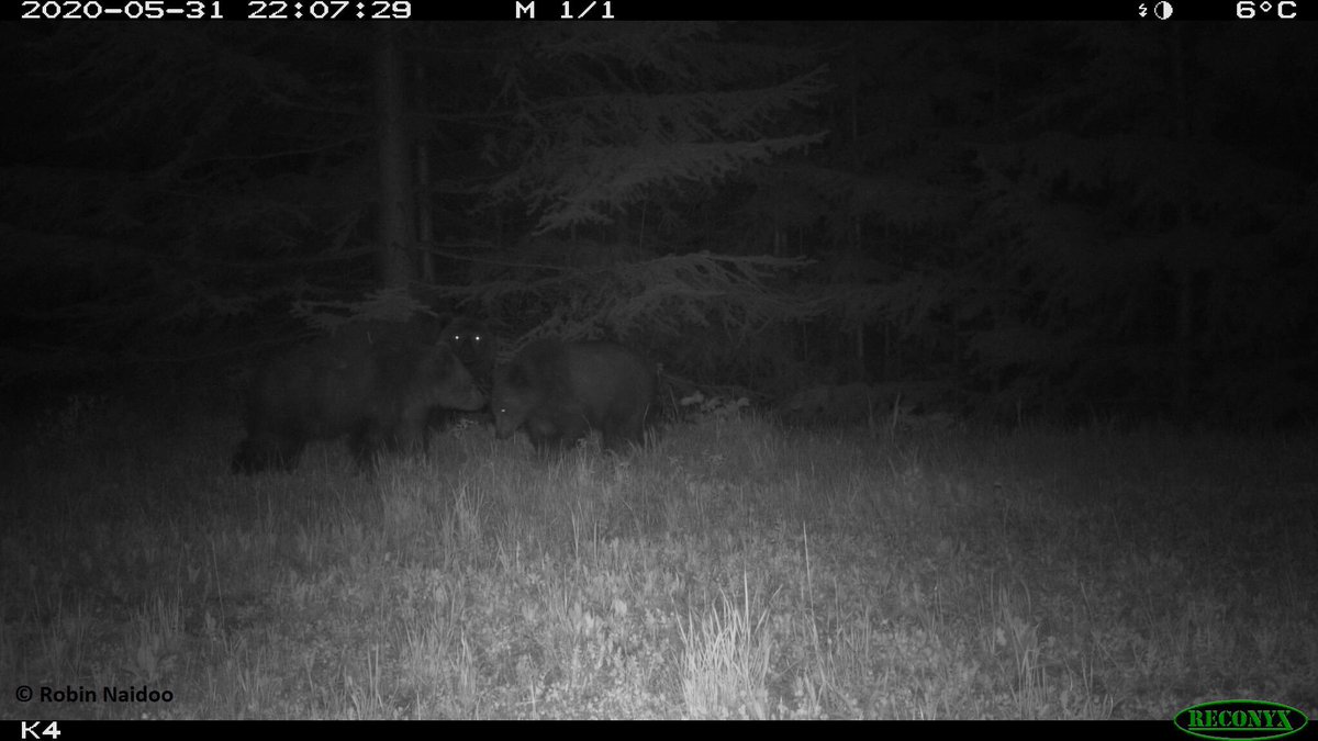 wildco_lab's tweet photo. Today, we are highlighting @ChrisColtonUBC whose research involves applying newly available satellite remote sensing products in combination with camera trap data to better understand how forest harvesting affects grizzly bear habitat use. https://t.co/pPNVSm7Wcx #UBCGivingDay https://t.co/RW1W0ZU1GY