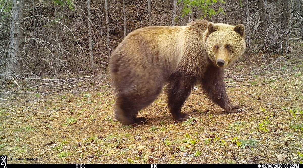 wildco_lab's tweet photo. Today, we are highlighting @ChrisColtonUBC whose research involves applying newly available satellite remote sensing products in combination with camera trap data to better understand how forest harvesting affects grizzly bear habitat use. https://t.co/pPNVSm7Wcx #UBCGivingDay https://t.co/RW1W0ZU1GY