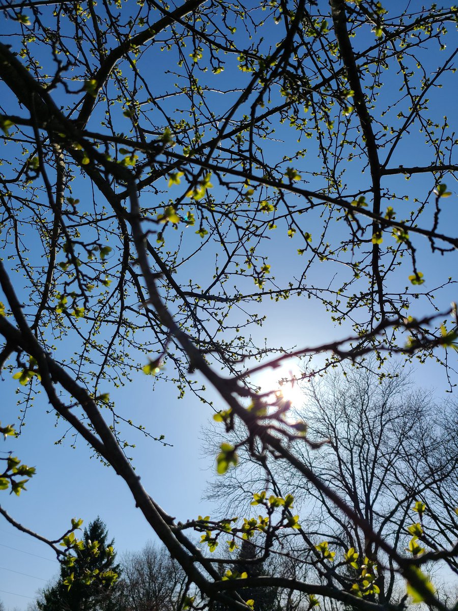 Stasha__'s tweet photo. Left for work at 21 degrees. Now 47.
#NiceRecovery Loved seeing how green the trees are getting 🌳 on tonight's walk 😎🎧 https://t.co/zVuR7ro96m