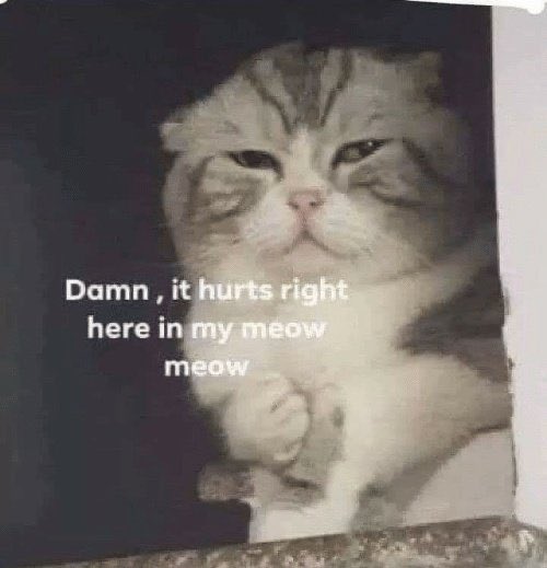 Cat memes