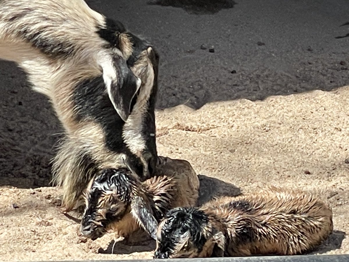 SedgwickCoZoo's tweet photo. Arapawa Island Goats are a critically endangered domestic breed, a #HeritageBreed. Yesterday, Arapawa Island Goat Amber gave birth to twins. This is one of their first baby pictures! Be sure to visit the Children’s Farms on your next visit!

@LConservancy https://t.co/t578Z7ISaI