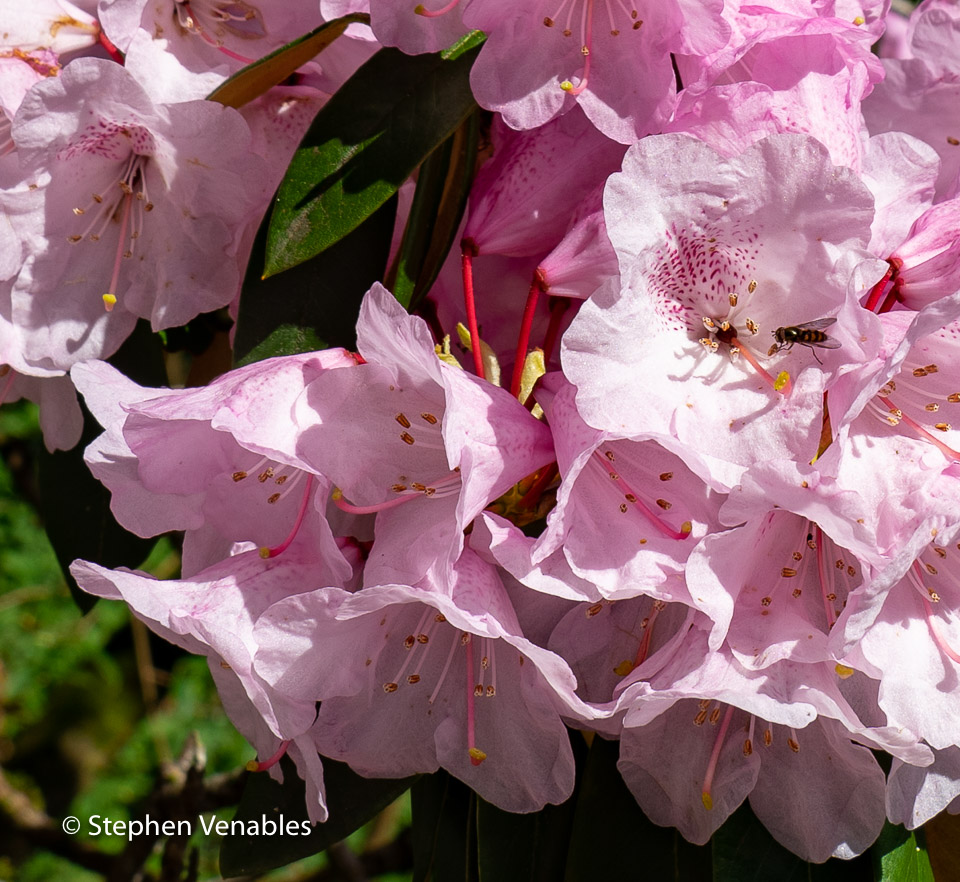 Venables_S's tweet photo. April is the pinkest month. Scottish Himalaya. #pinkandfluffy #rhododendron #himalaya #Bhutan #dogstooth #denscanis https://t.co/wurD4tw1nM