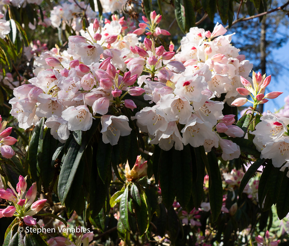 Venables_S's tweet photo. April is the pinkest month. Scottish Himalaya. #pinkandfluffy #rhododendron #himalaya #Bhutan #dogstooth #denscanis https://t.co/wurD4tw1nM