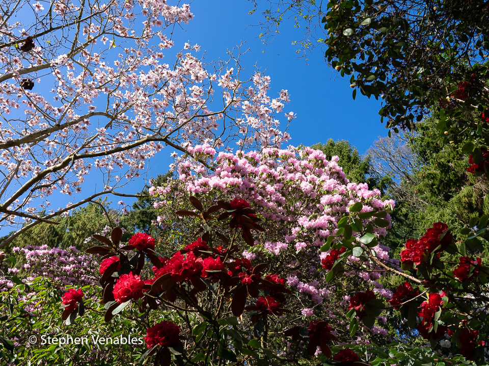 Venables_S's tweet photo. April is the pinkest month. Scottish Himalaya. #pinkandfluffy #rhododendron #himalaya #Bhutan #dogstooth #denscanis https://t.co/wurD4tw1nM